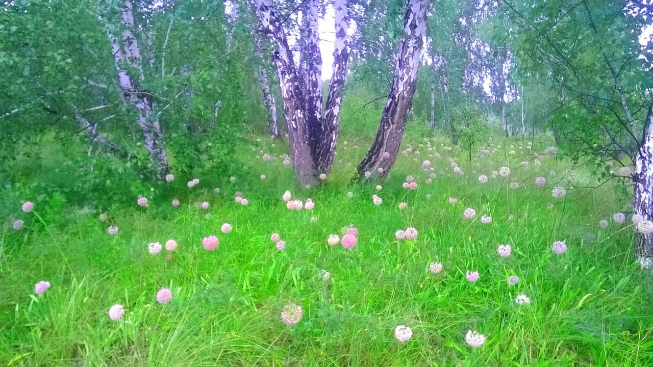 Лесная полянка у эко-базы