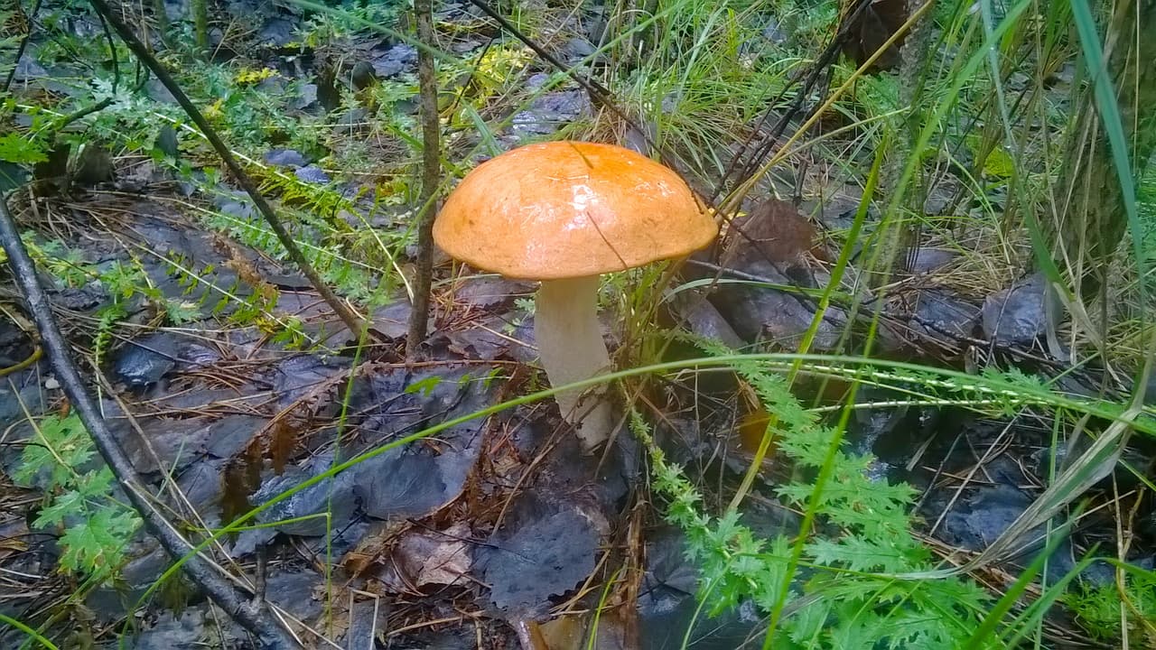 грибы в лесочке у турбазы