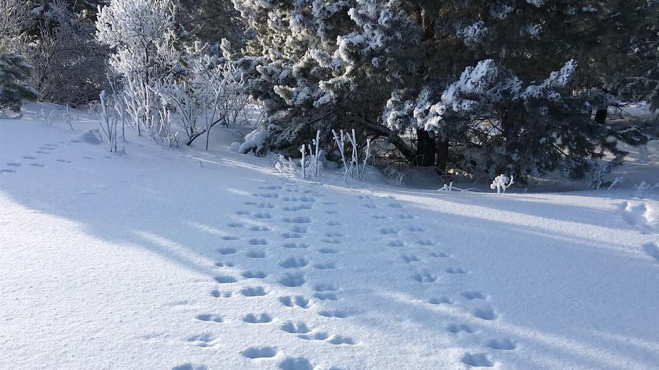 зимний лес со следами зверей