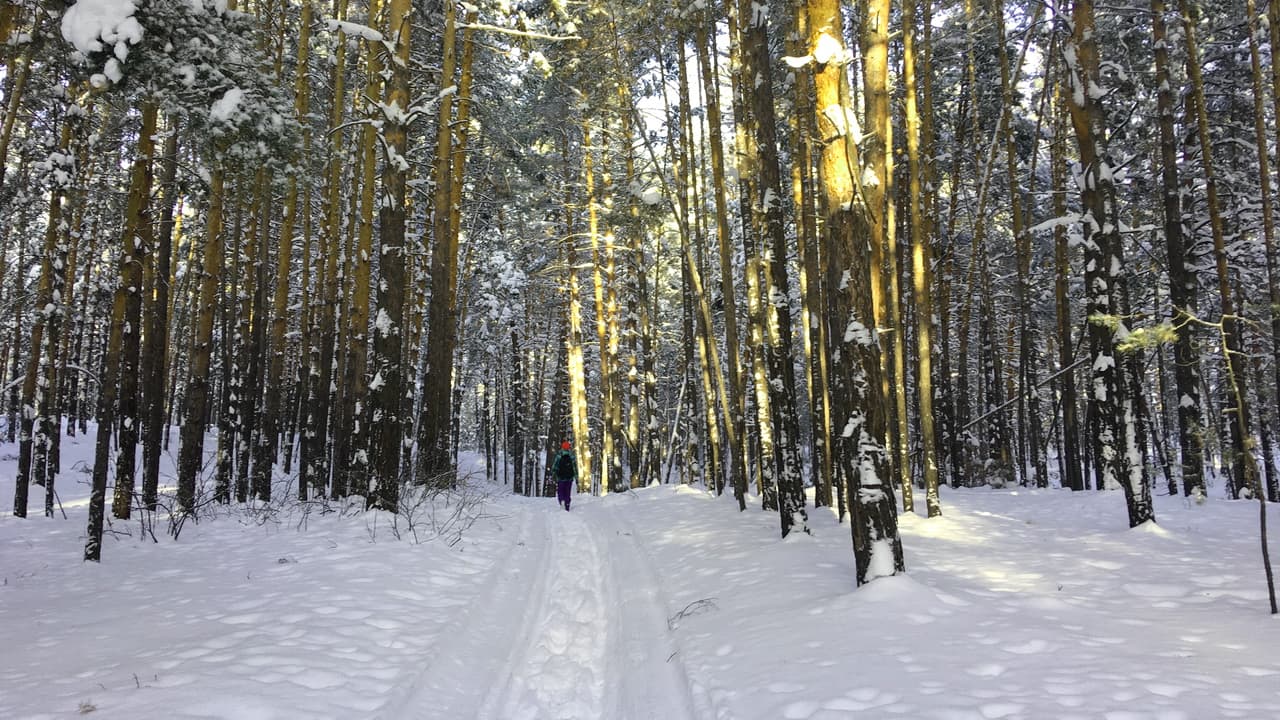 Зимний лес в окрестностях базы отдыха